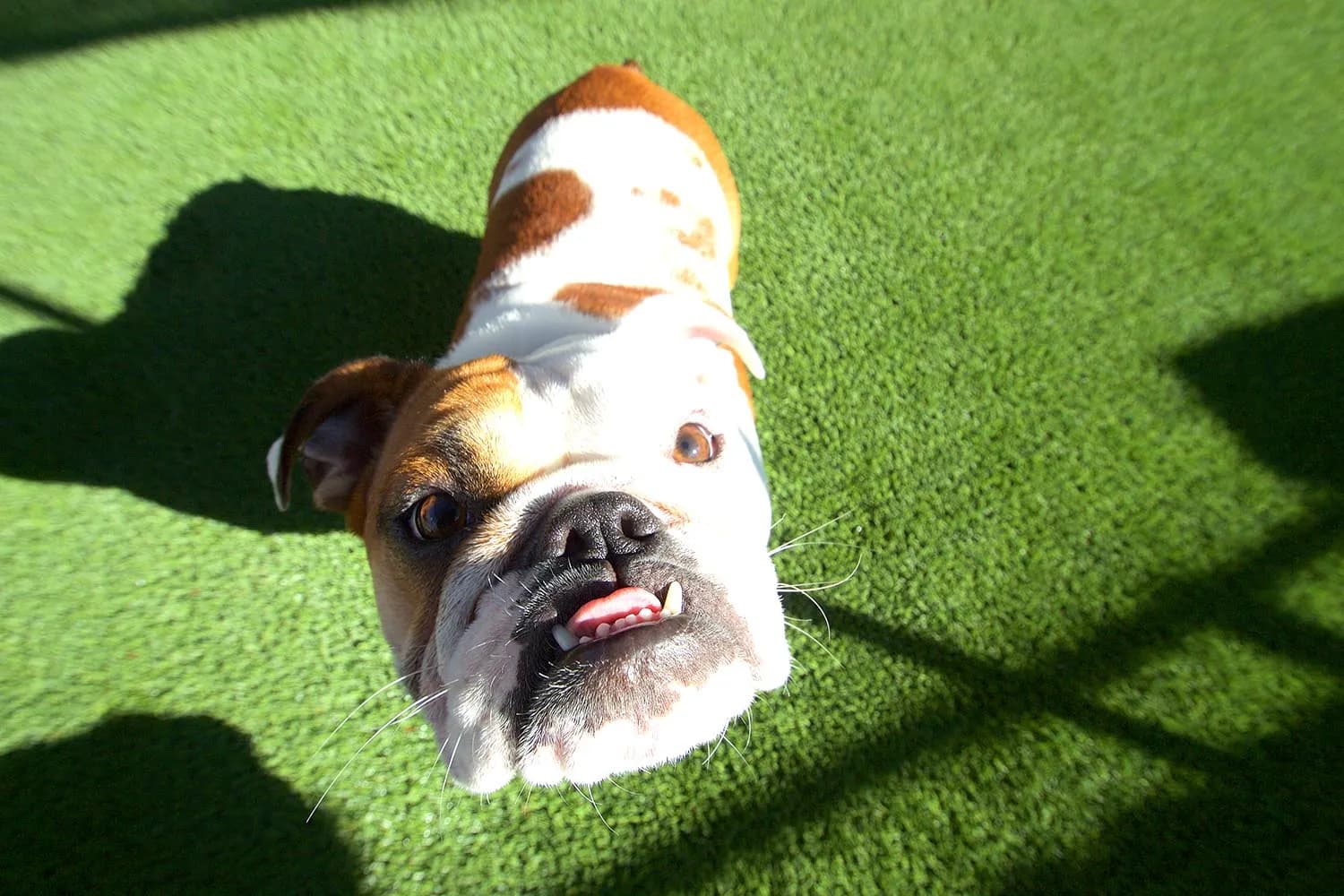 SynLawn Chicago dog playing on artificial pet turf
